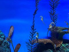 -上海海洋水族馆