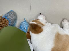-汪说·狗咖(旺城大厦店)