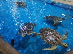 -芜湖新华联大白鲸海洋公园