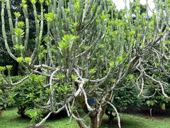 -中国科学院西双版纳热带植物园