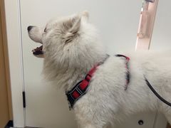 -瑞派康怡24h宠物医院·犬猫医疗中心·微创绝育(瑞景分院)