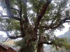 -杨家堂村
