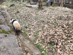 -都江堰中华大熊猫苑