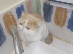 -滚猫咖啡·猫咖·猫友好撸猫(未来城店)