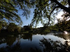 -上海共青森林公园