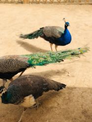 -萌宠亲子动物乐园(槐房万达店)