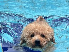 -趣玩宠物乐园寄养训犬训狗游泳池