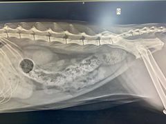 -宠颐生中康贝怡动物医院