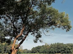 -南宁良凤江国家森林公园