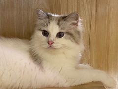 -猫域·湾主题猫咖·宠物吧(南坪城市广场店)