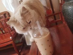 -Sweet cat·星愿猫咖(国贸大厦店)