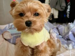 -翊宠yipet猫狗购宠庄园犬舍•猫舍