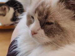 -有喵·猫咖·狗咖·30几只猫10只小狗(岗厦店)