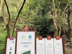 -羚羊峡古栈道森林公园