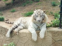 -大连森林动物园