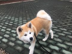 -艾贝尔宠物医院 ·内科全科(梁溪路店)
