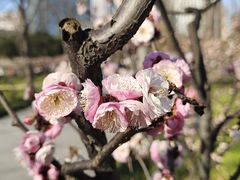 -新虹桥中心花园
