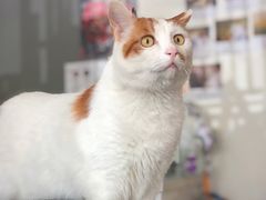 -平行世界·猫咖(首经贸店)