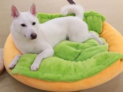 -逗柴咖啡屋·狗咖猫咖宠物桌游