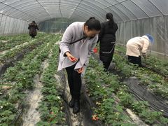 -洪湖家庭农场·团建·露营·会议