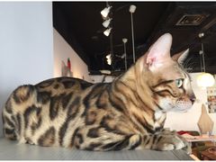 -Cappucimeow猫咪咖啡馆(韦伯时代店)