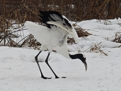-钏路市丹顶鹤自然公园