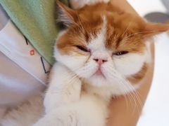 -飞行喵MR PILOT|猫舍·猫咖(静安大融城店)