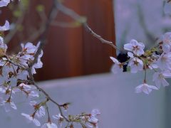 -龙美术馆(西岸馆)