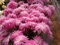 -华强阁菊花宴自助火锅店