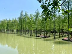 -泗洪洪泽湖湿地景区