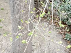 -咸阳湖景区-古渡公园