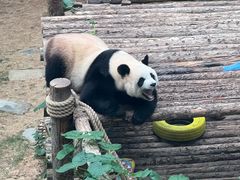 -大连森林动物园