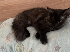 -pd派德宠物中心医院24H急重症·眼科中心·血液透析中心(嵩山北路店)