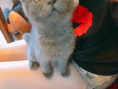 -李小姐の猫咖啡馆(五角场店)