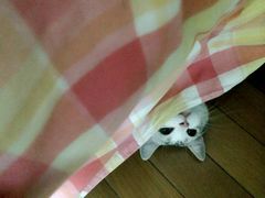 -Bastet sally猫舍购宠(静安店)