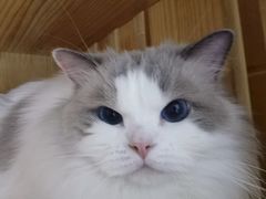 -PETKIT 小佩宠物·低压洗护·美容·寄养(安远店)