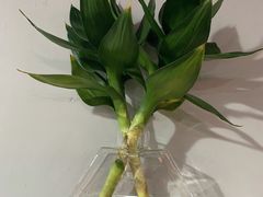 -满诗爷黄辣丁(金岛花园店)