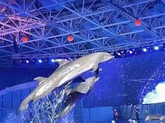 -海合安青岛极地海洋公园