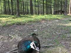 -黄海国家森林公园