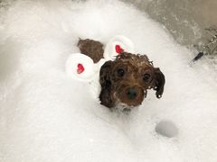 -Oh My Dog宠物沙龙(伊珊娜皮毛护理店)