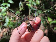 -西双版纳原始森林公园