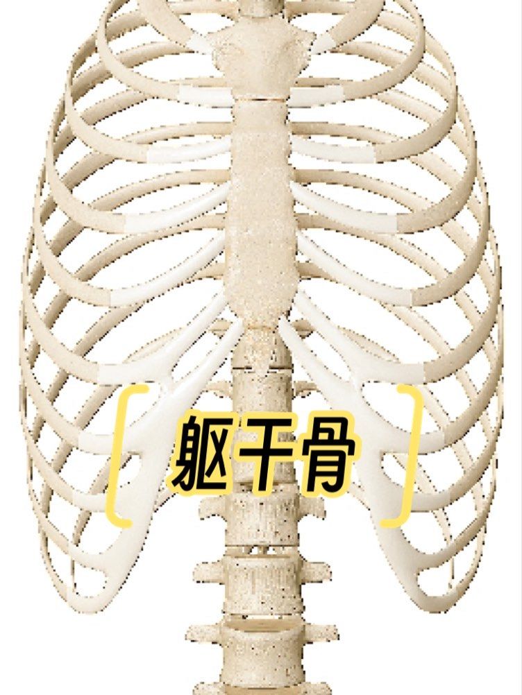 躯干骨指的是构成人体躯干部分的骨头,以下是对躯干骨的详细介绍:
