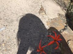 -金杏·粘卷子 烤鸭 农家菜