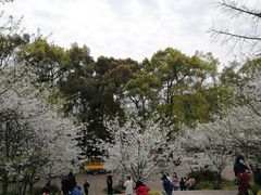 -南山植物园