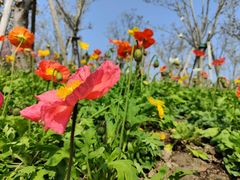 -曹杨影城(曹杨店)