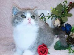 -十年猫舍·猫咪专门店(普陀店)