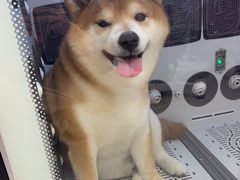-FAELING PETS美天灵宠物(富力广场店)