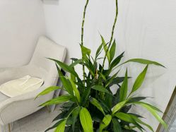 -苗方清颜·祛痘皮肤管理