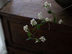 -曲廊院(东四十一条店)