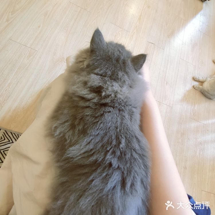 东莞平价猫咖